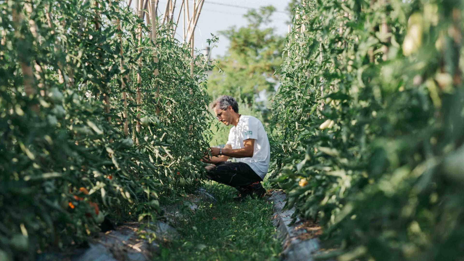 farmer_3